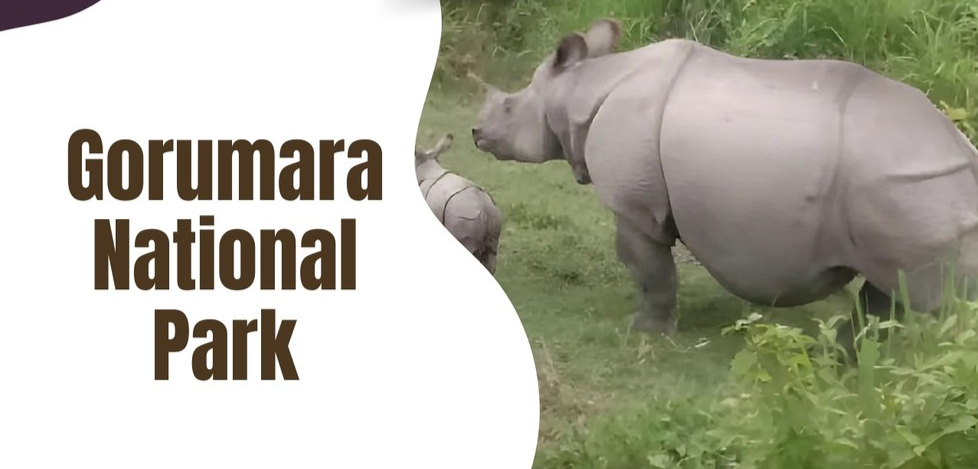 gorumara national park (1)