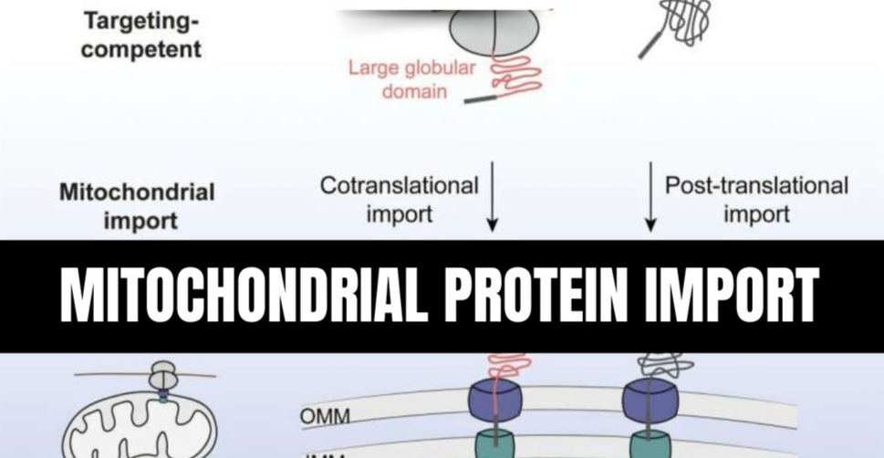 mitochondrial protein import (1)