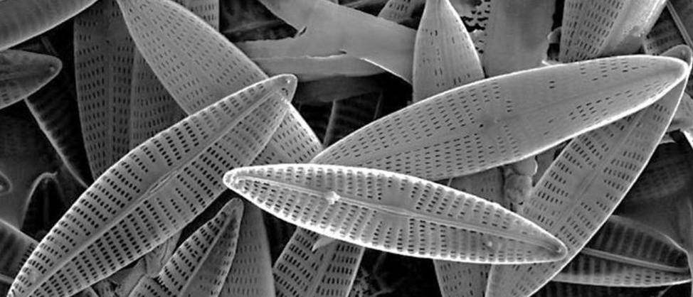 what are diatoms